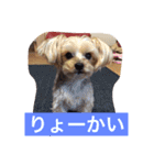 ヨーキー  しずちゃんといっしょ（個別スタンプ：12）