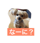 ヨーキー  しずちゃんといっしょ（個別スタンプ：13）
