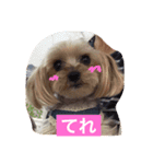 ヨーキー  しずちゃんといっしょ（個別スタンプ：14）