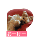 ヨーキー  しずちゃんといっしょ（個別スタンプ：16）
