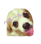 チワワの茶々まろ（個別スタンプ：1）