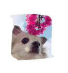 チワワの茶々まろ（個別スタンプ：7）