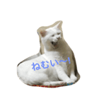 (=^x^=)cat(=^x^=)（個別スタンプ：2）