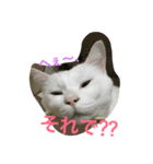 (=^x^=)cat(=^x^=)（個別スタンプ：3）