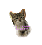 (=^x^=)cat(=^x^=)（個別スタンプ：5）