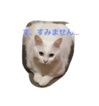 (=^x^=)cat(=^x^=)（個別スタンプ：6）