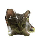 (=^x^=)cat(=^x^=)（個別スタンプ：8）