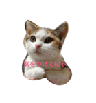 リアルにゃんこのメッセージ（個別スタンプ：2）