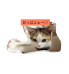 リアルにゃんこのメッセージ（個別スタンプ：3）