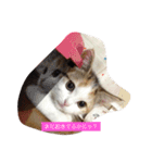 リアルにゃんこのメッセージ（個別スタンプ：4）