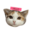 リアルにゃんこのメッセージ（個別スタンプ：7）