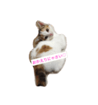 リアルにゃんこのメッセージ（個別スタンプ：8）