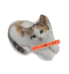リアルにゃんこのメッセージ（個別スタンプ：10）