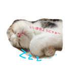 リアルにゃんこのメッセージ（個別スタンプ：12）