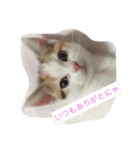 リアルにゃんこのメッセージ（個別スタンプ：13）
