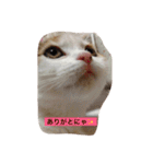 リアルにゃんこのメッセージ（個別スタンプ：14）