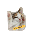 リアルにゃんこのメッセージ（個別スタンプ：15）