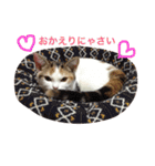 リアルにゃんこのメッセージ（個別スタンプ：17）