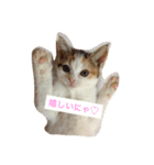リアルにゃんこのメッセージ（個別スタンプ：19）