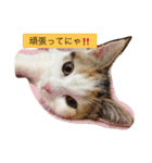 リアルにゃんこのメッセージ（個別スタンプ：20）