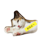 リアルにゃんこのメッセージ（個別スタンプ：23）