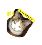 リアルにゃんこのメッセージ（個別スタンプ：25）