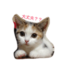 リアルにゃんこのメッセージ（個別スタンプ：26）
