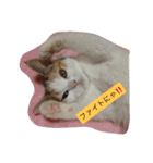 リアルにゃんこのメッセージ（個別スタンプ：27）