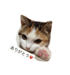 リアルにゃんこのメッセージ（個別スタンプ：31）