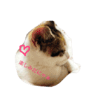 リアルにゃんこのメッセージ（個別スタンプ：33）