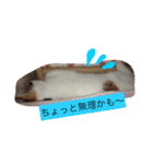 リアルにゃんこのメッセージ（個別スタンプ：35）