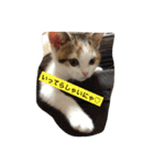 リアルにゃんこのメッセージ（個別スタンプ：36）