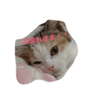 リアルにゃんこのメッセージ（個別スタンプ：37）