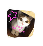 リアルにゃんこのメッセージ（個別スタンプ：38）