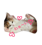 リアルにゃんこのメッセージ（個別スタンプ：39）