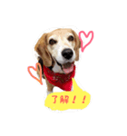 愛犬はなちゃん！（個別スタンプ：1）