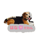 愛犬はなちゃん！（個別スタンプ：2）