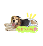 愛犬はなちゃん！（個別スタンプ：3）