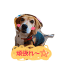 愛犬はなちゃん！（個別スタンプ：4）