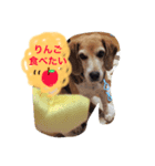 愛犬はなちゃん！（個別スタンプ：5）