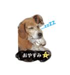 愛犬はなちゃん！（個別スタンプ：6）