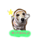 愛犬はなちゃん！（個別スタンプ：7）