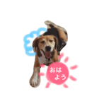 愛犬はなちゃん！（個別スタンプ：8）
