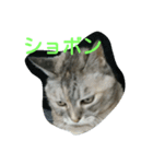 miru-ki-stamp（個別スタンプ：4）