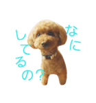 トイプードル.モナカの日常（個別スタンプ：5）