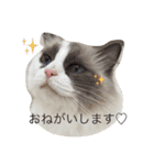 みかんと仲間たち（個別スタンプ：1）