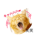 みかんと仲間たち（個別スタンプ：3）