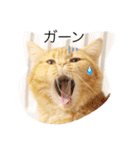 みかんと仲間たち（個別スタンプ：16）