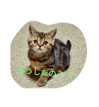 猫好きの方も、そうでない方もどうぞ！（個別スタンプ：1）
