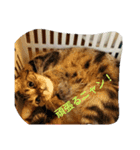 猫好きの方も、そうでない方もどうぞ！（個別スタンプ：3）